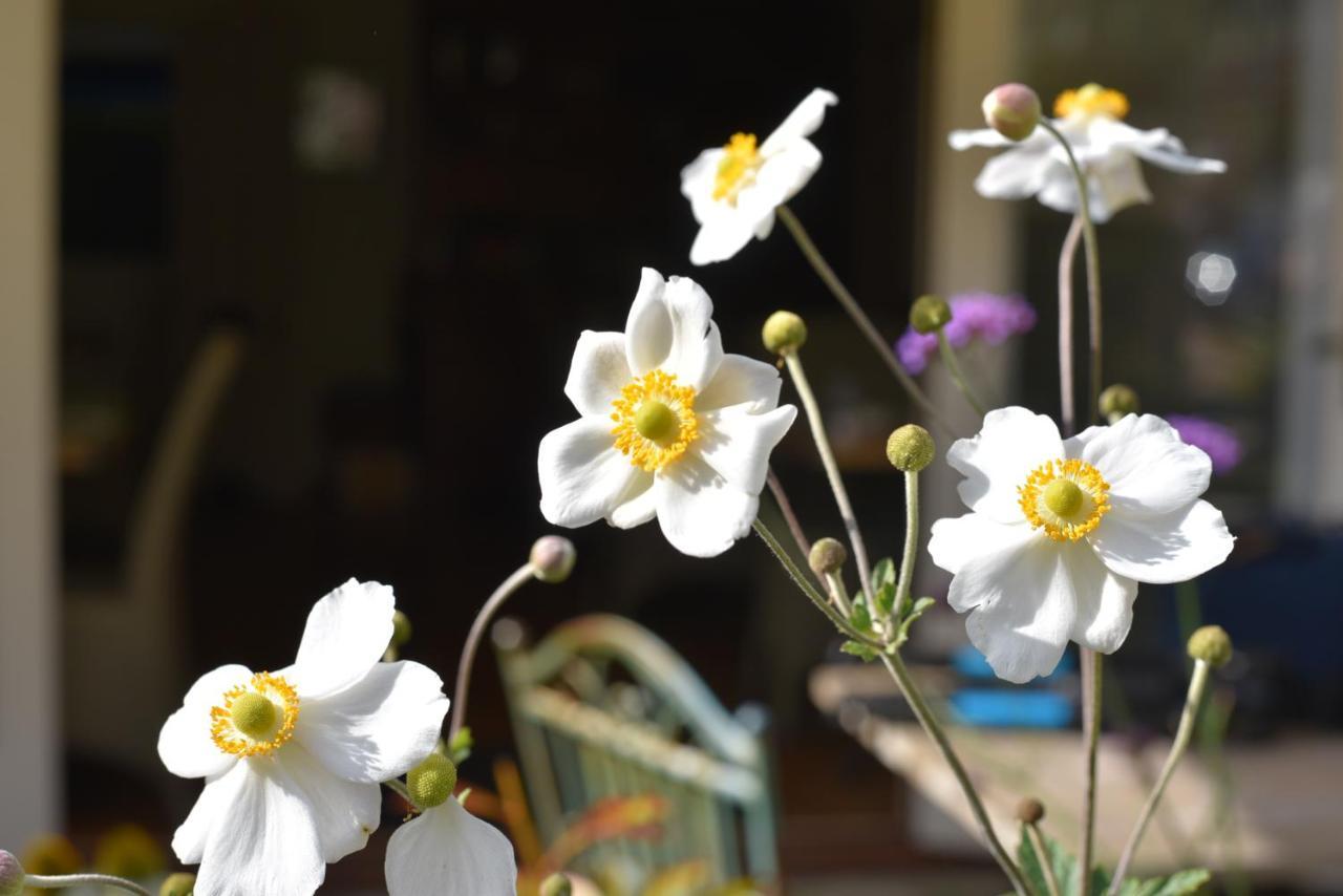 Daisybank Cottage Boutique Bed And Breakfast Brockenhurst Esterno foto