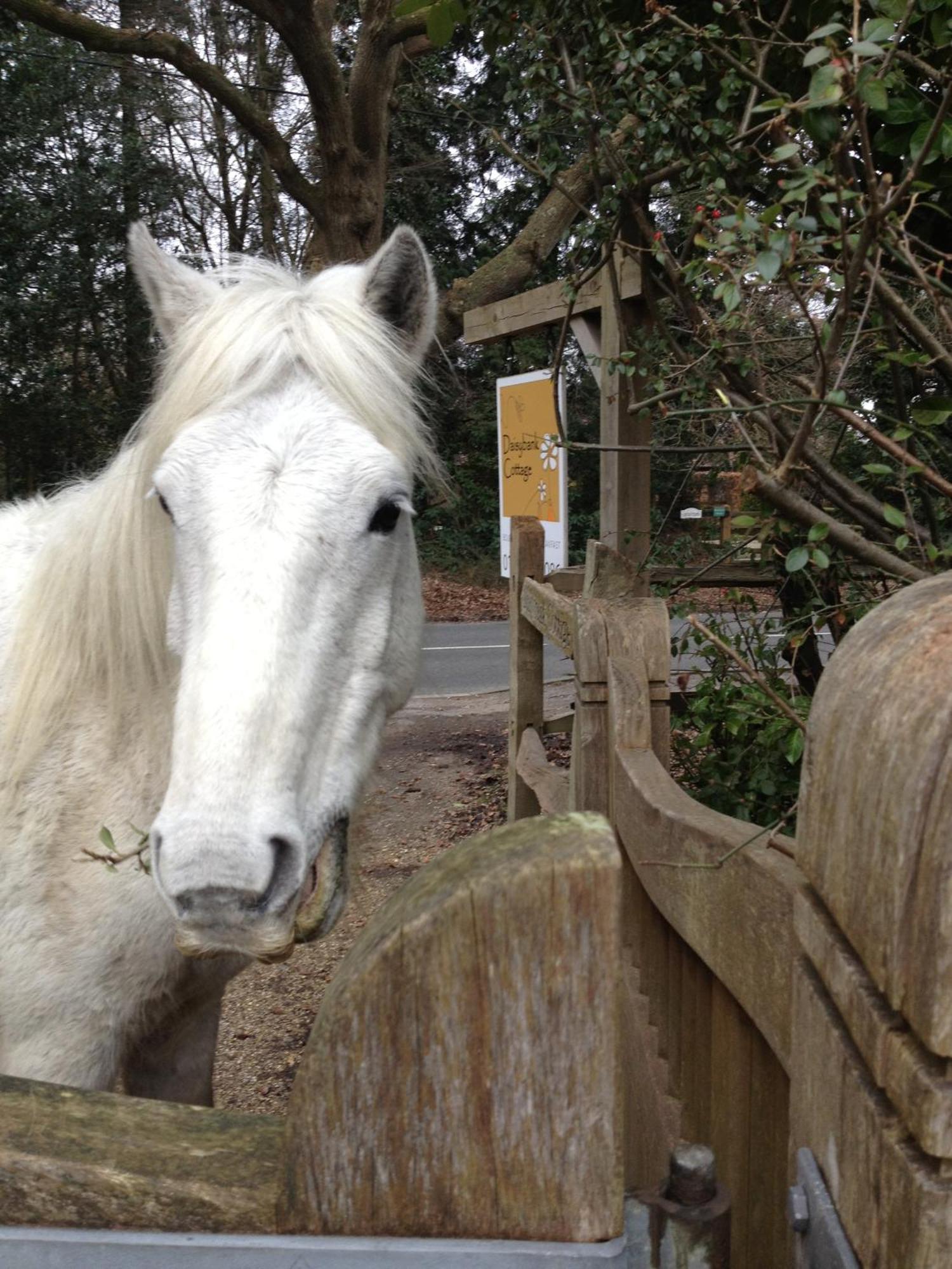 Daisybank Cottage Boutique Bed And Breakfast Brockenhurst Esterno foto